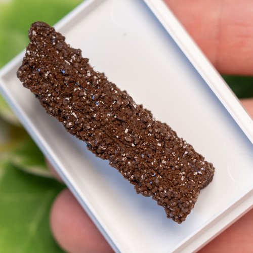 Petrified Wood with Quartz Coating #7