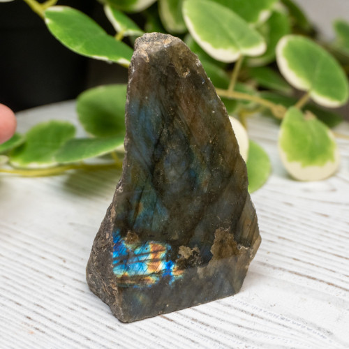 Half Polished Labradorite #7