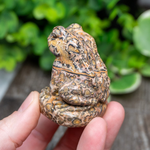 Leopard Skin Jasper Frog Medium