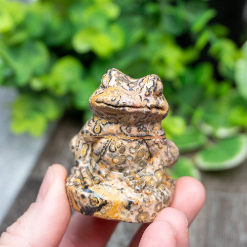 Leopard Skin Jasper Frog Medium