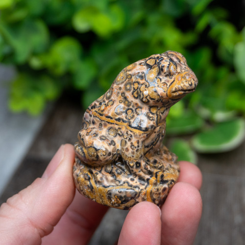 Leopard Skin Jasper Frog Medium