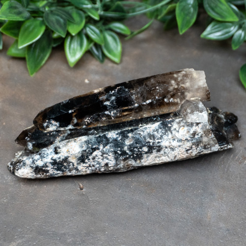 Raw Smoky Quartz Points With Zircon