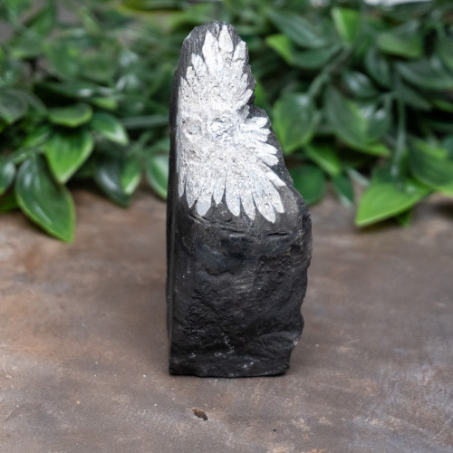 Chrysanthemum Stone #1