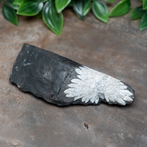 Chrysanthemum Stone #1