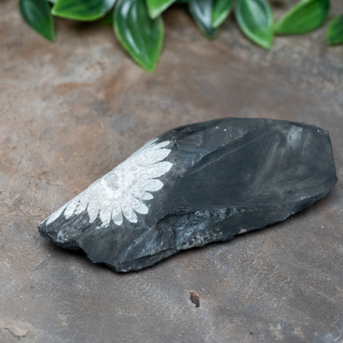 Chrysanthemum Stone #1