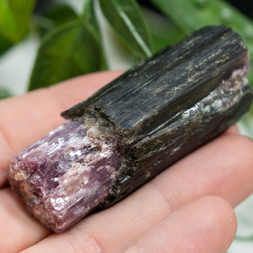 Watermelon Tourmaline #1