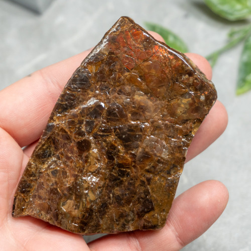 Ammolite Polished #1