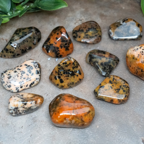 Cheetah Agate Tumbled