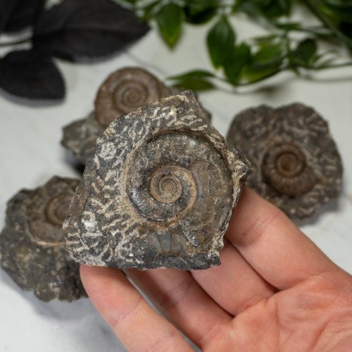 Fossilized Ammonite in Matrix Random