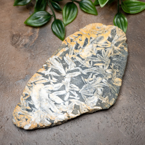 Pinolith Slab #1