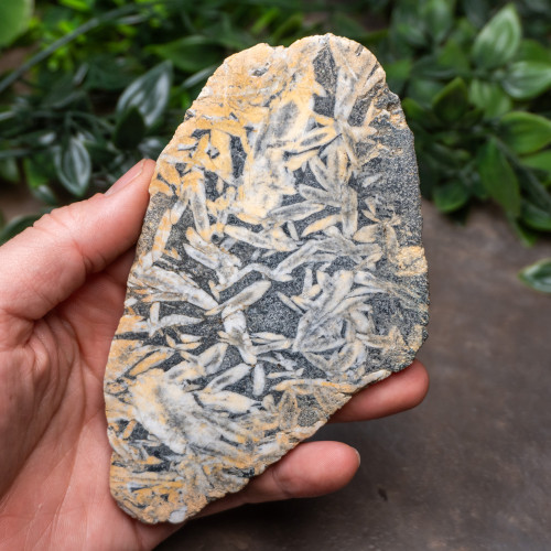 Pinolith Slab #1