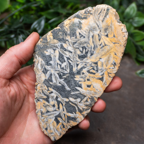 Pinolith Slab #1