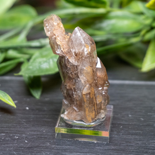 Garden Elestial Smoky Quartz (Russian) #1