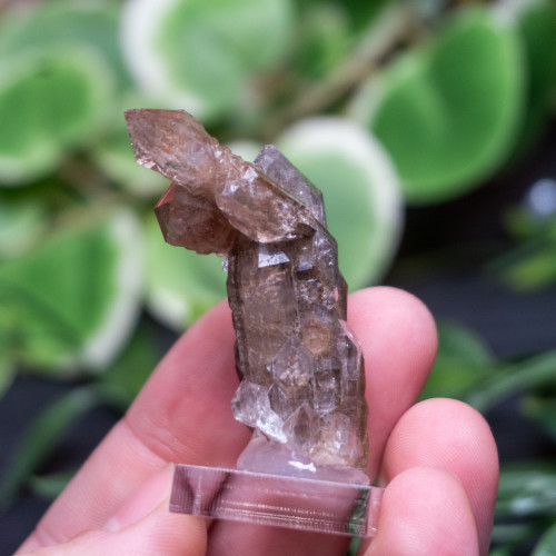 Garden Elestial Smoky Quartz (Russian) #1