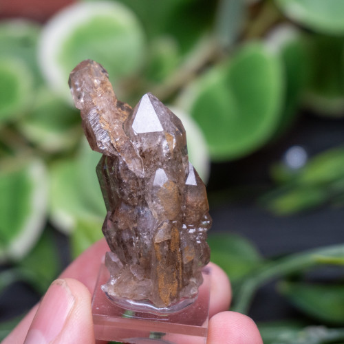 Garden Elestial Smoky Quartz (Russian) #1