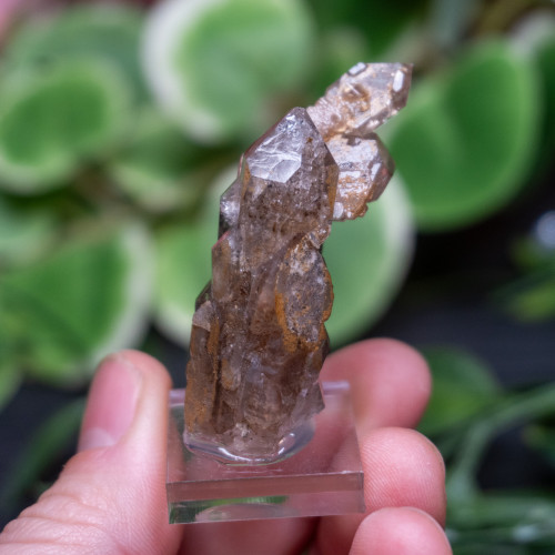 Garden Elestial Smoky Quartz (Russian) #1