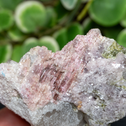 XL Watermelon Tourmaline with Lepidolite #1