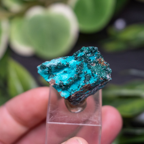 Atacamite on Chrysocolla #1