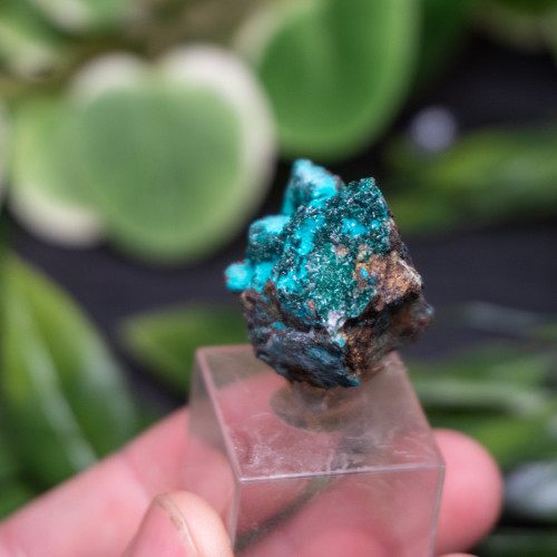 Atacamite on Chrysocolla #1