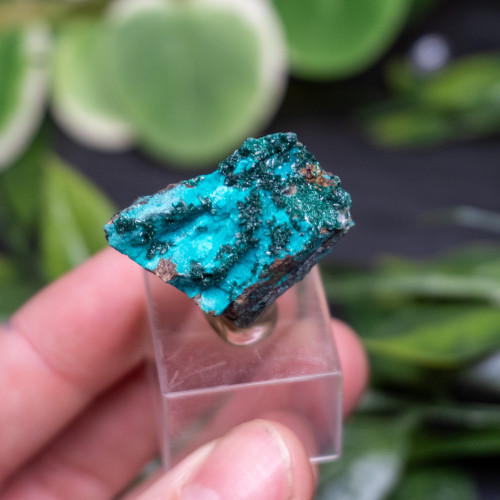 Atacamite on Chrysocolla #1