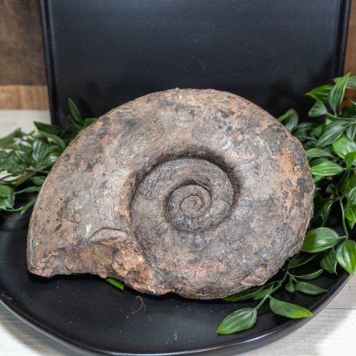 Large Raw Ammonite #1
