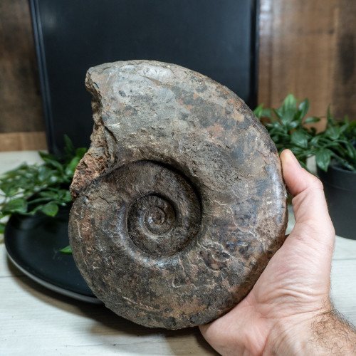 Large Raw Ammonite #1
