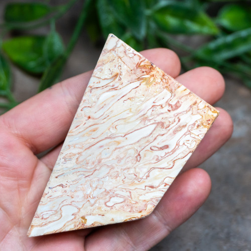 Indonesian Palm Wood #2