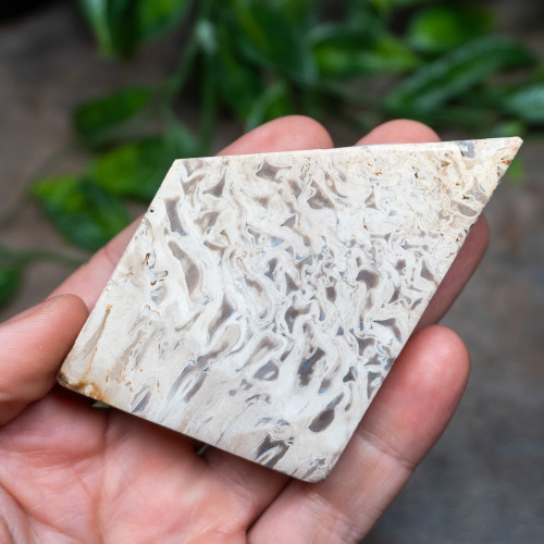 Indonesian Palm Wood #1