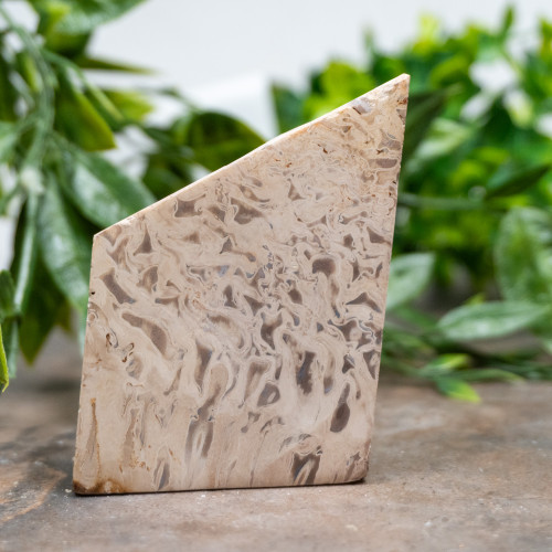 Indonesian Palm Wood #1