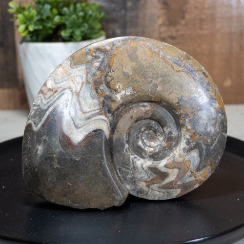Medium Polished Ammonite