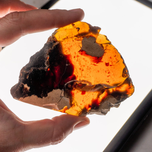 Indonesian Blue Amber Slice #10