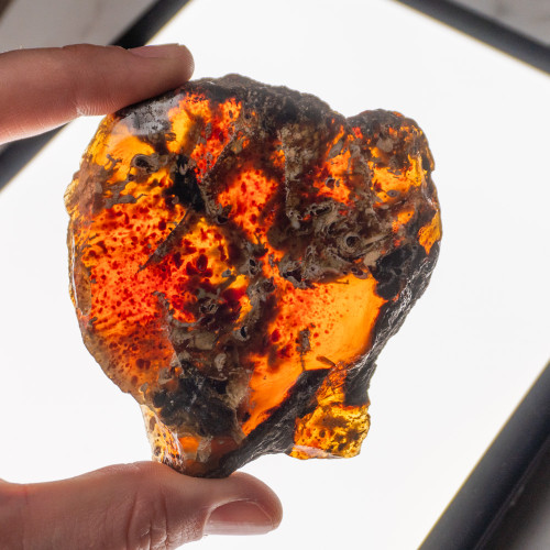 Indonesian Blue Amber Slice #9