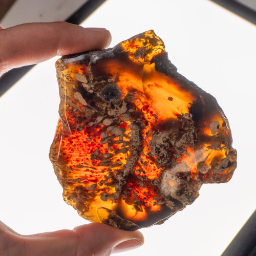 Indonesian Blue Amber Slice #9