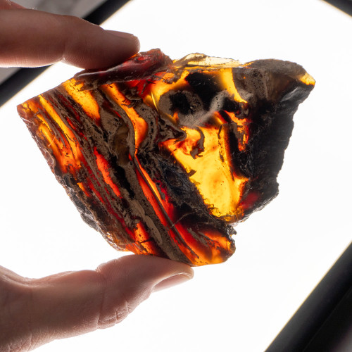 Indonesian Blue Amber Slice #7