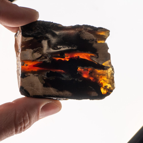 Indonesian Blue Amber Slice #1