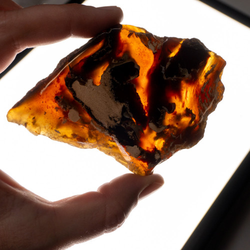 Indonesian Blue Amber Slice #8