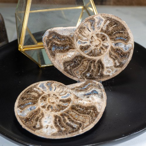 Polished Ammonite Pair