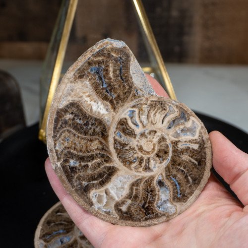 Polished Ammonite Pair