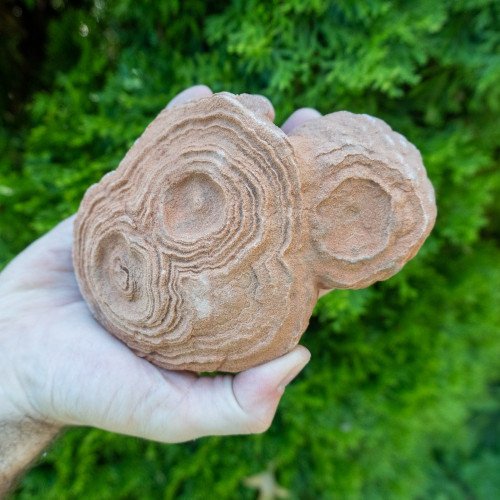 Large Stromatolite