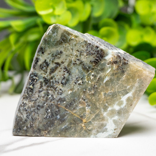 Green Opalized Wood Slice #10