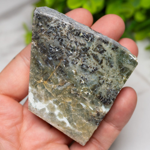 Green Opalized Wood Slice #10