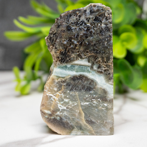 Green Opalized Wood Slice #8