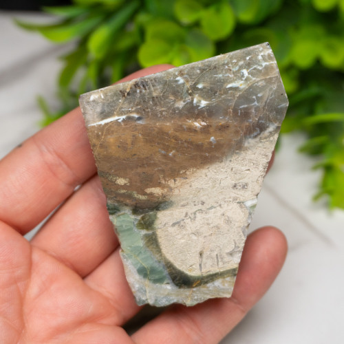 Green Opalized Wood Slice #6