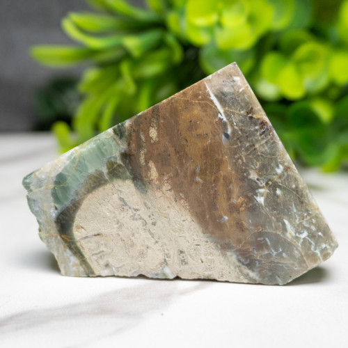 Green Opalized Wood Slice #6