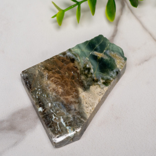 Green Opalized Wood Slice #6