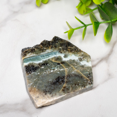 Green Opalized Wood Slice #5