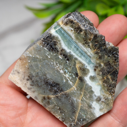 Green Opalized Wood Slice #5