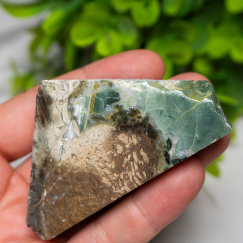 Green Opalized Wood Slice #3