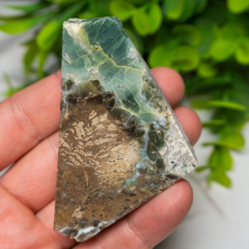 Green Opalized Wood Slice #3