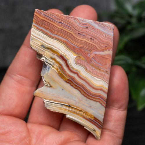 Pink Lace Chalcedony Slice #8